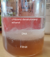 Izolace DNA